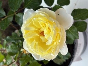 PAPERCHASE (floribunda)